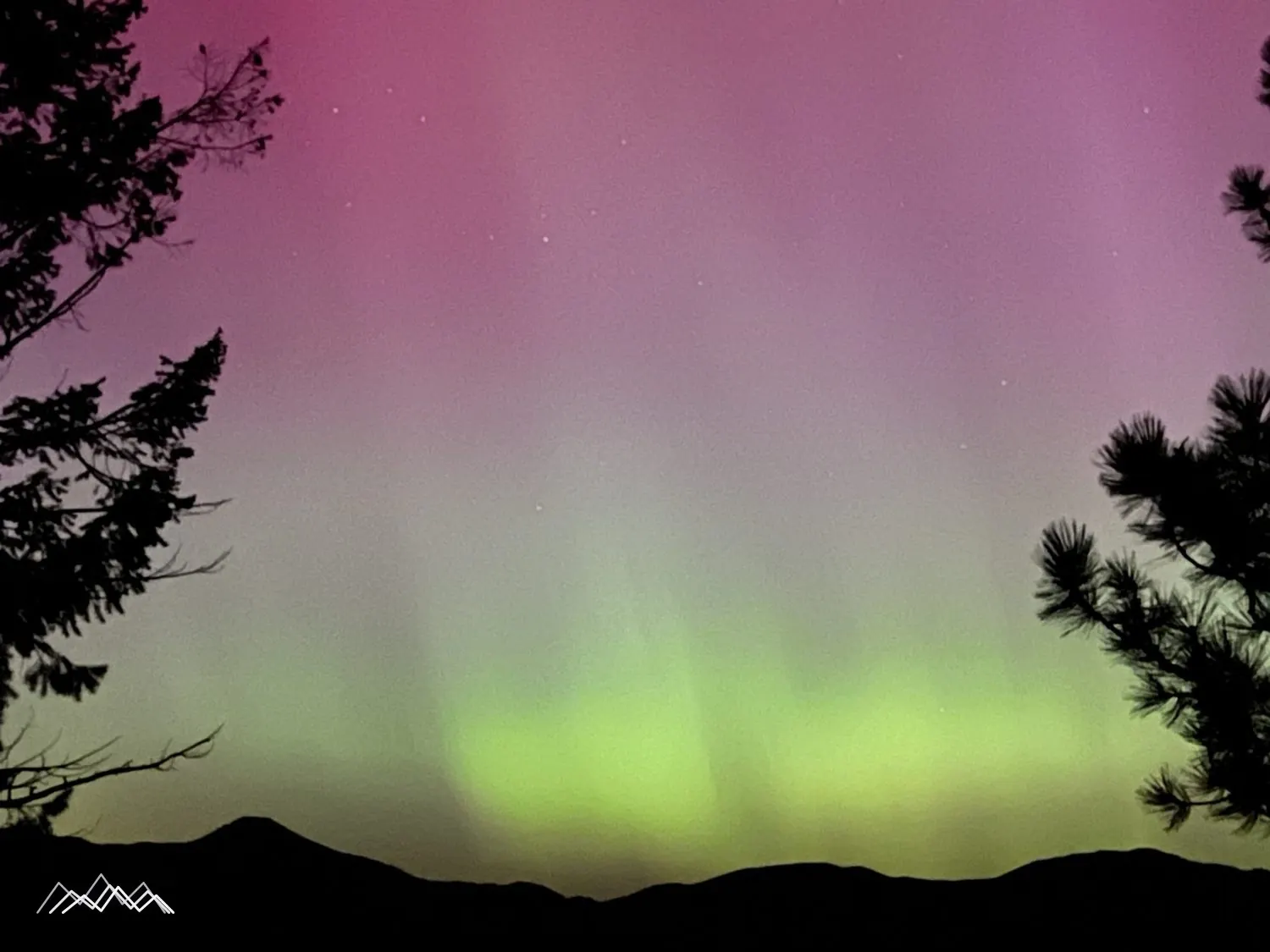 Green and magenta aurora above the ridgeline, framed by ponderosa pines
