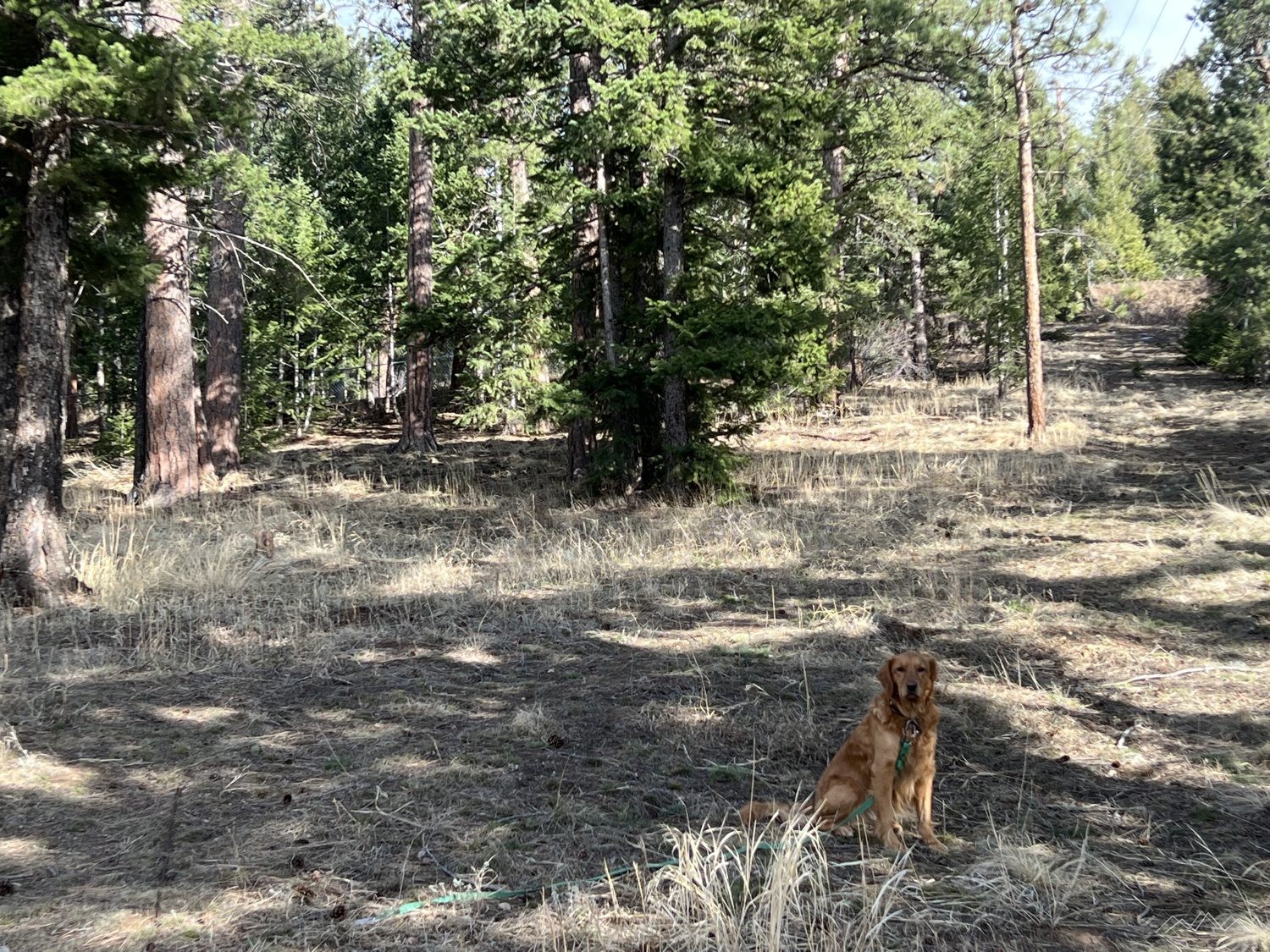 Open ponderosa forest behind the house