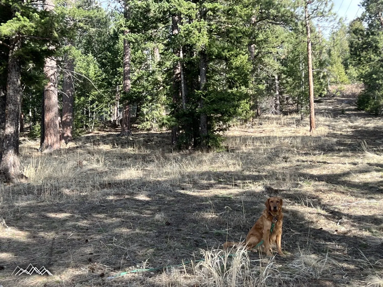 Open ponderosa forest behind the house