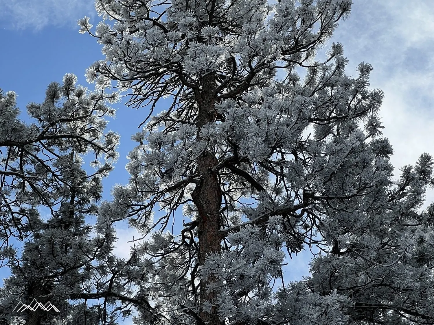 A ponderosa pine covered in hoarfrost against a blue winter sky