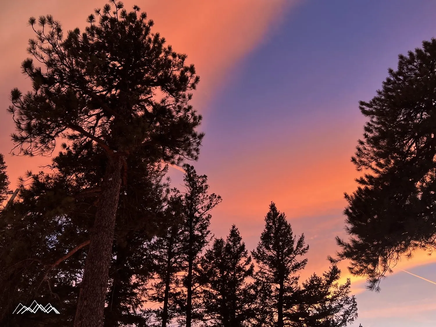 Tall pines silhouetted against an orange and violet sunset sky