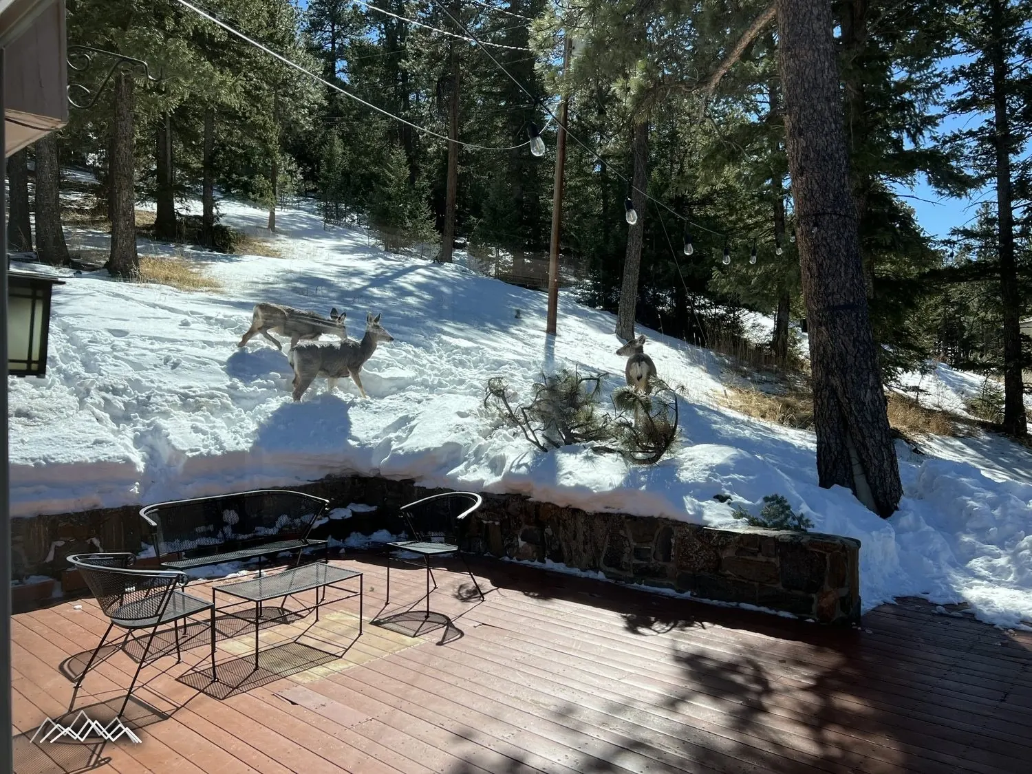 Mule deer crossing the snow just beyond the deck