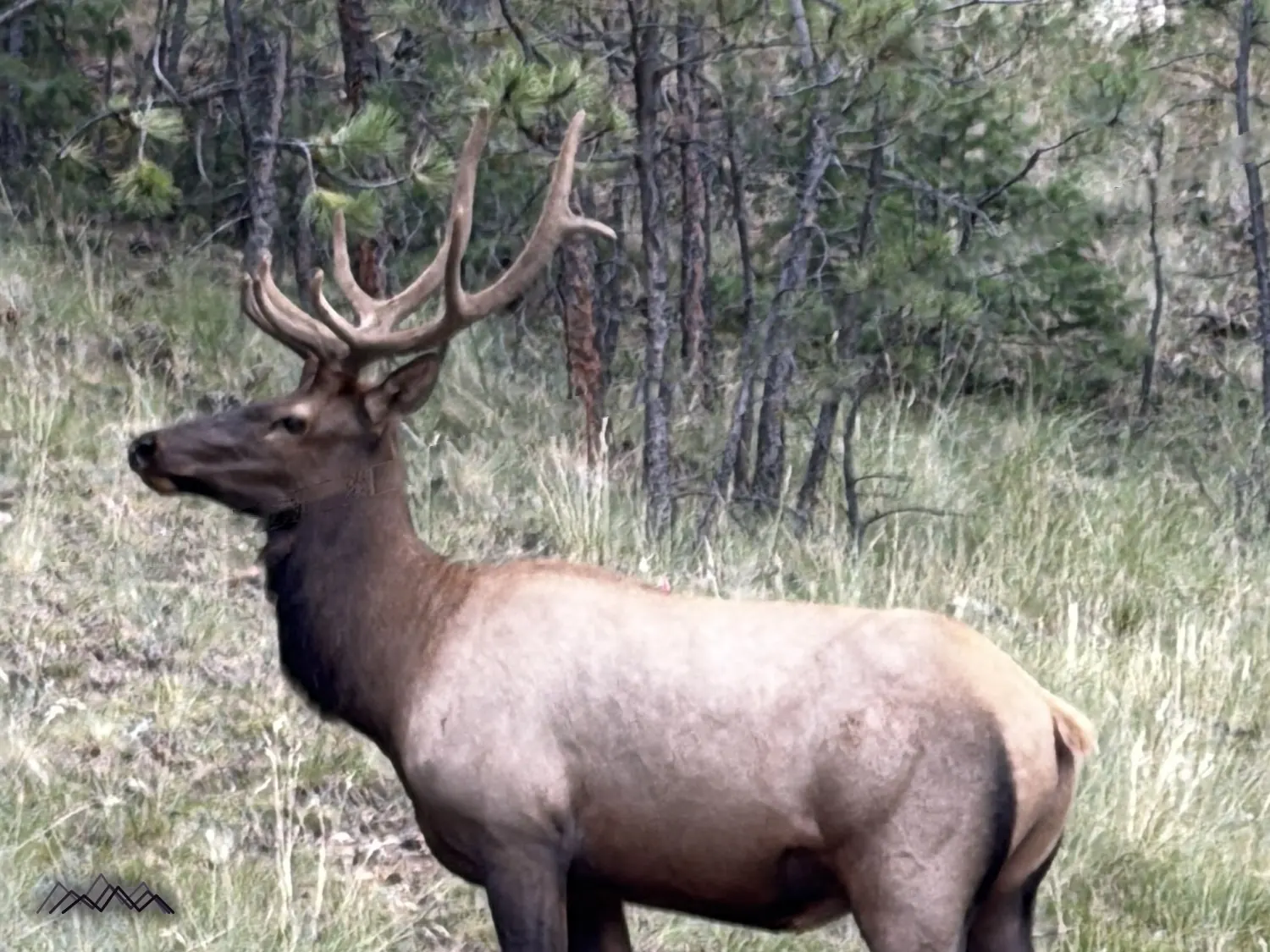 A bull elk with a full rack standing among the pines