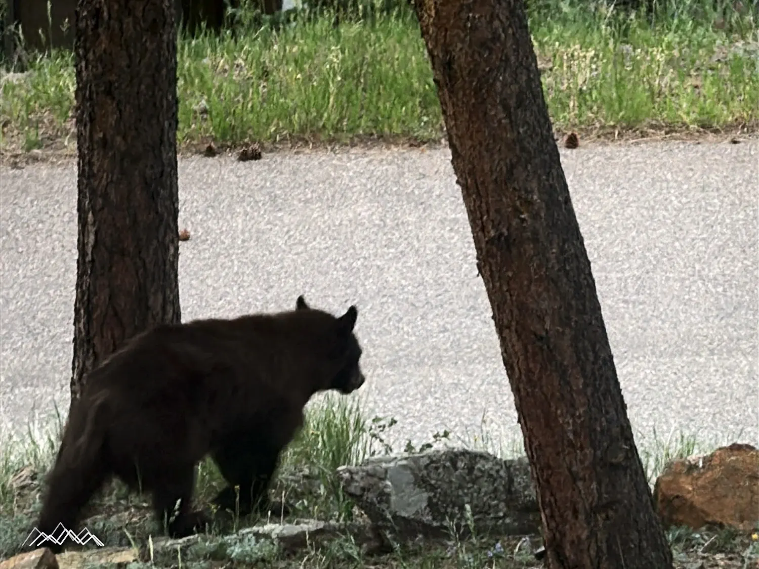 A cinnamon black bear walking between two ponderosa pines