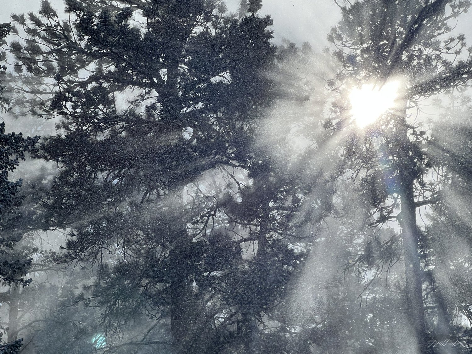 Winter sunlight streaming through snow-covered ponderosa pines