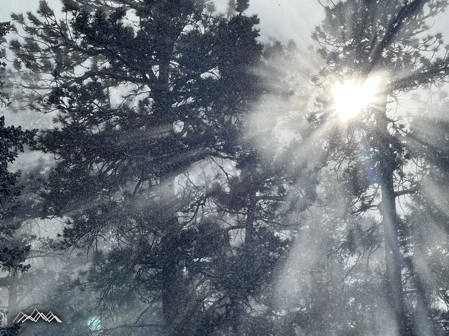 Luz invernal atravesando pinos ponderosa cubiertos de nieve