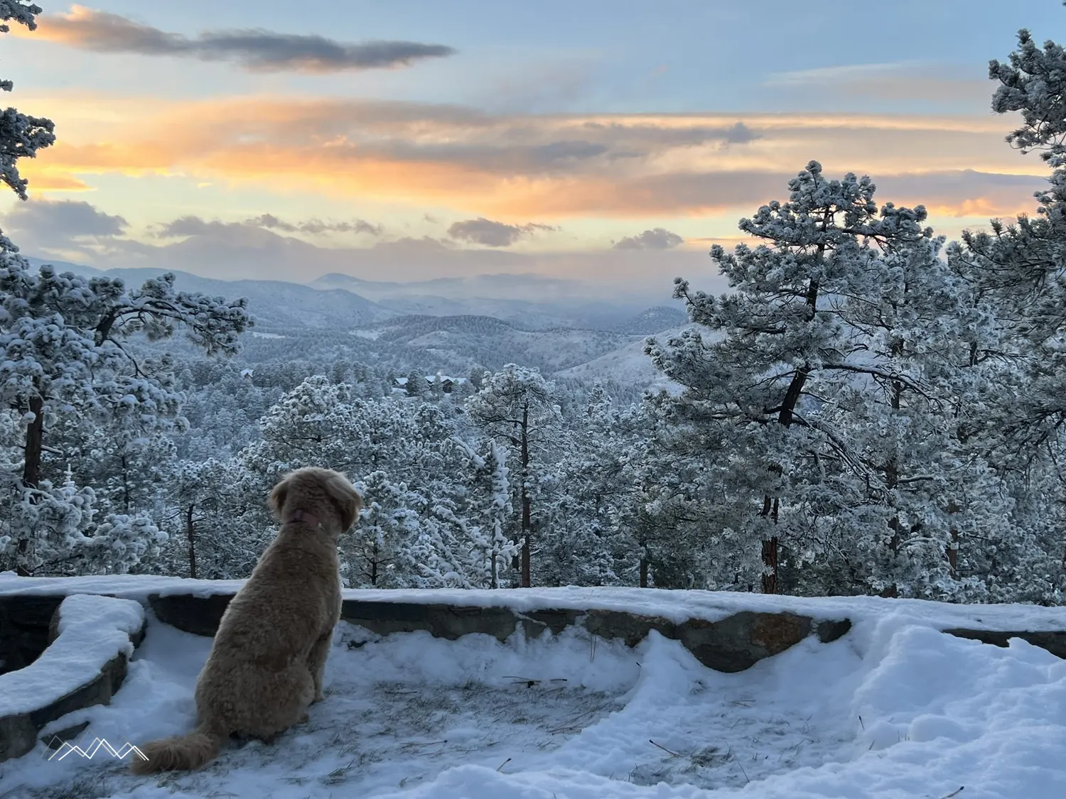 A fluffy golden dog in fresh snow on the deck, looking out at the mountains