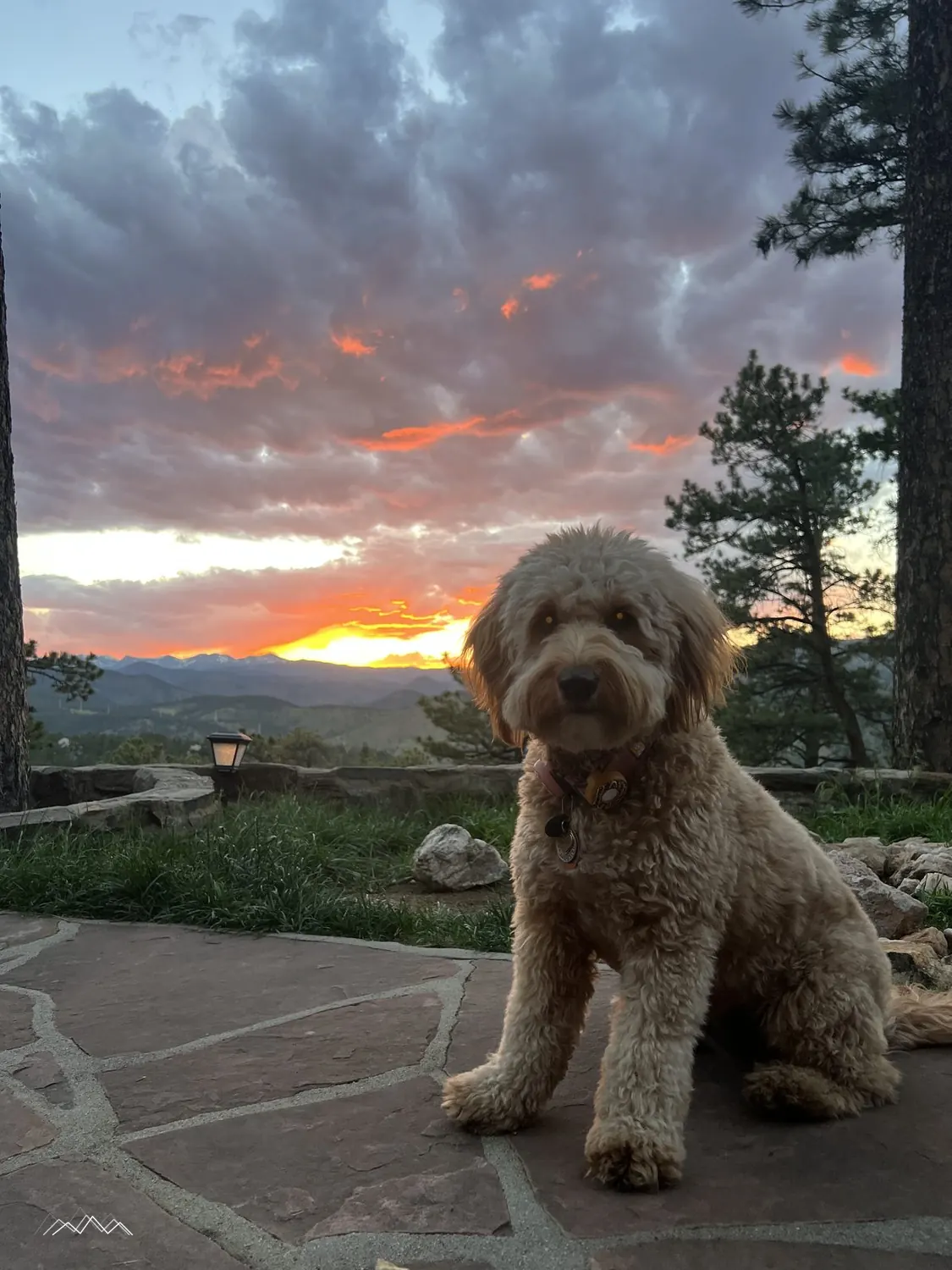 A golden doodle sitting on the patio under dramatic orange sunset clouds