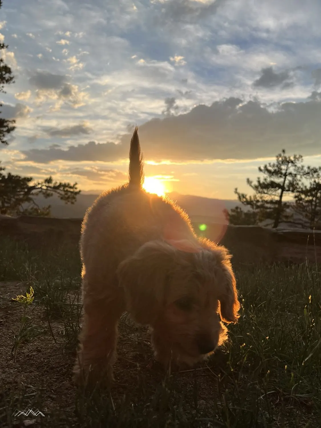A golden doodle backlit by the setting sun, sniffing the grass