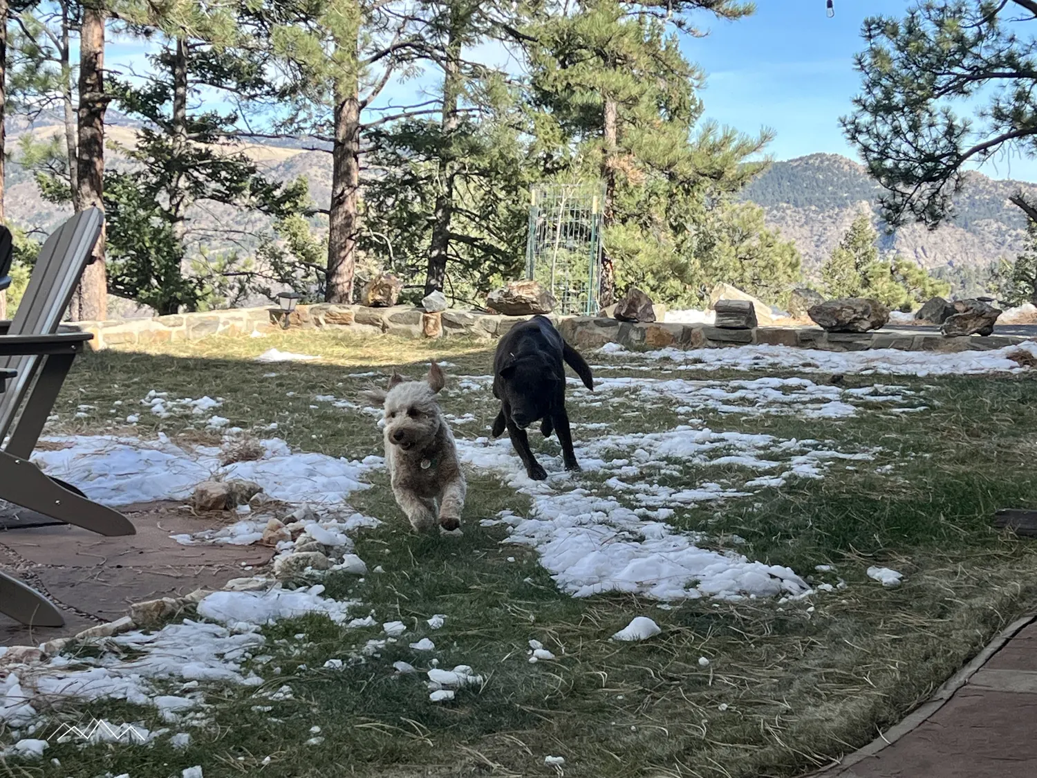 A golden doodle and a chocolate lab running across the snowy lawn toward the camera