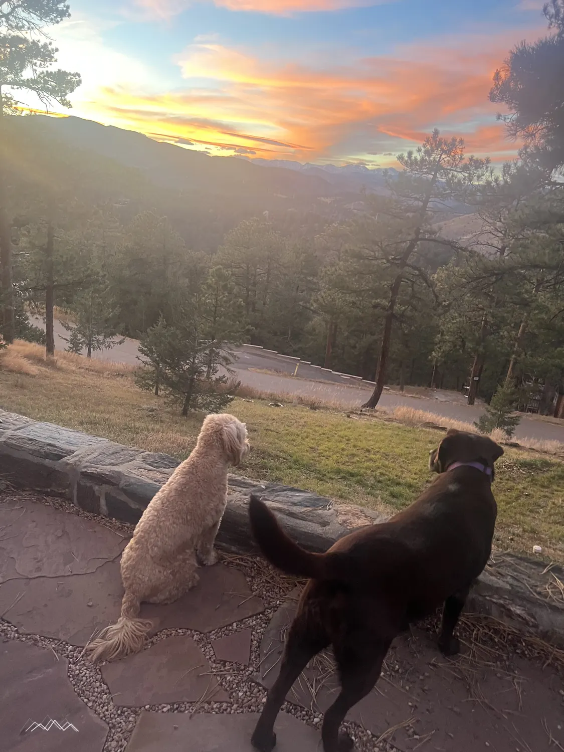 A golden doodle and a chocolate lab on the patio looking out at a pink sunset over the mountains