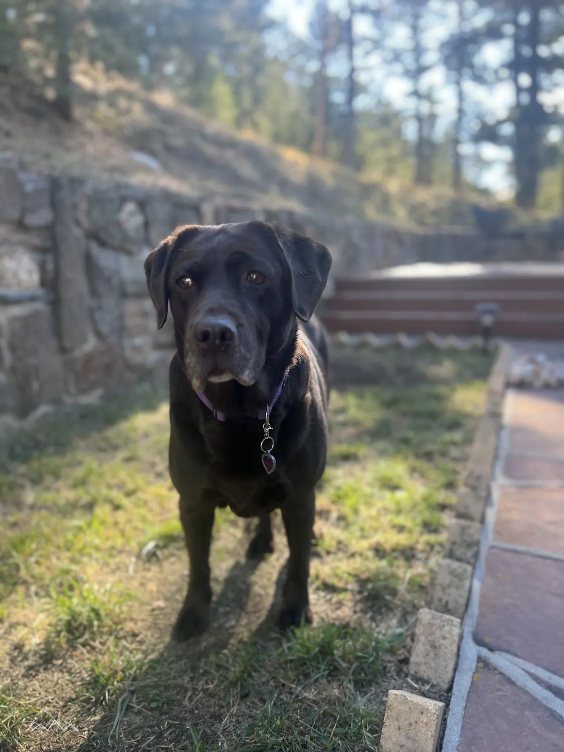 A chocolate lab standing in the sunshine on the grass by the stone wall, looking at the camera