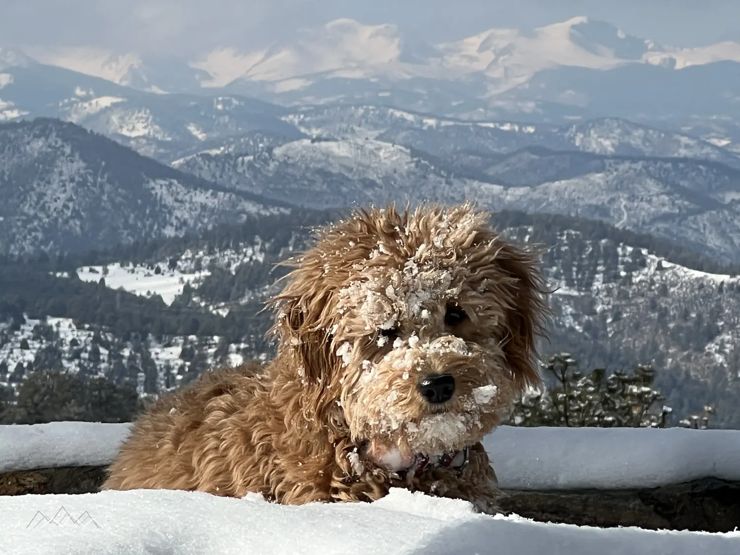A fluffy golden doodle puppy with snow on her face, the snow-capped Indian Peaks behind her