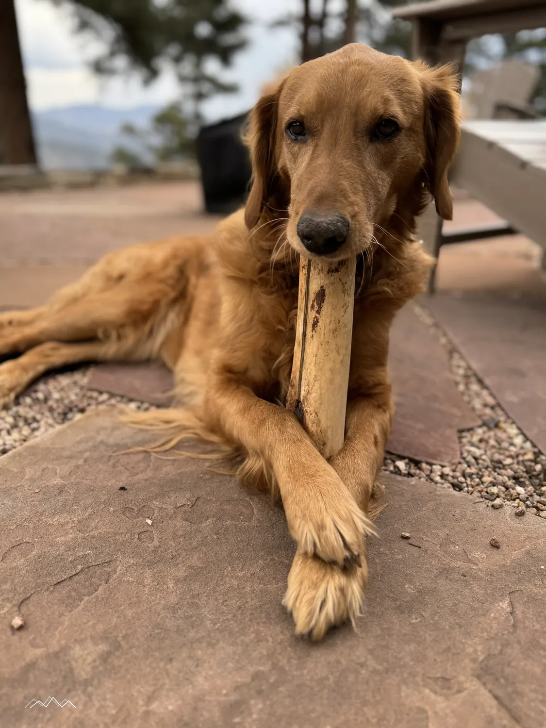 Maisie the golden retriever lying on the flagstone patio with a chew, looking straight at the camera