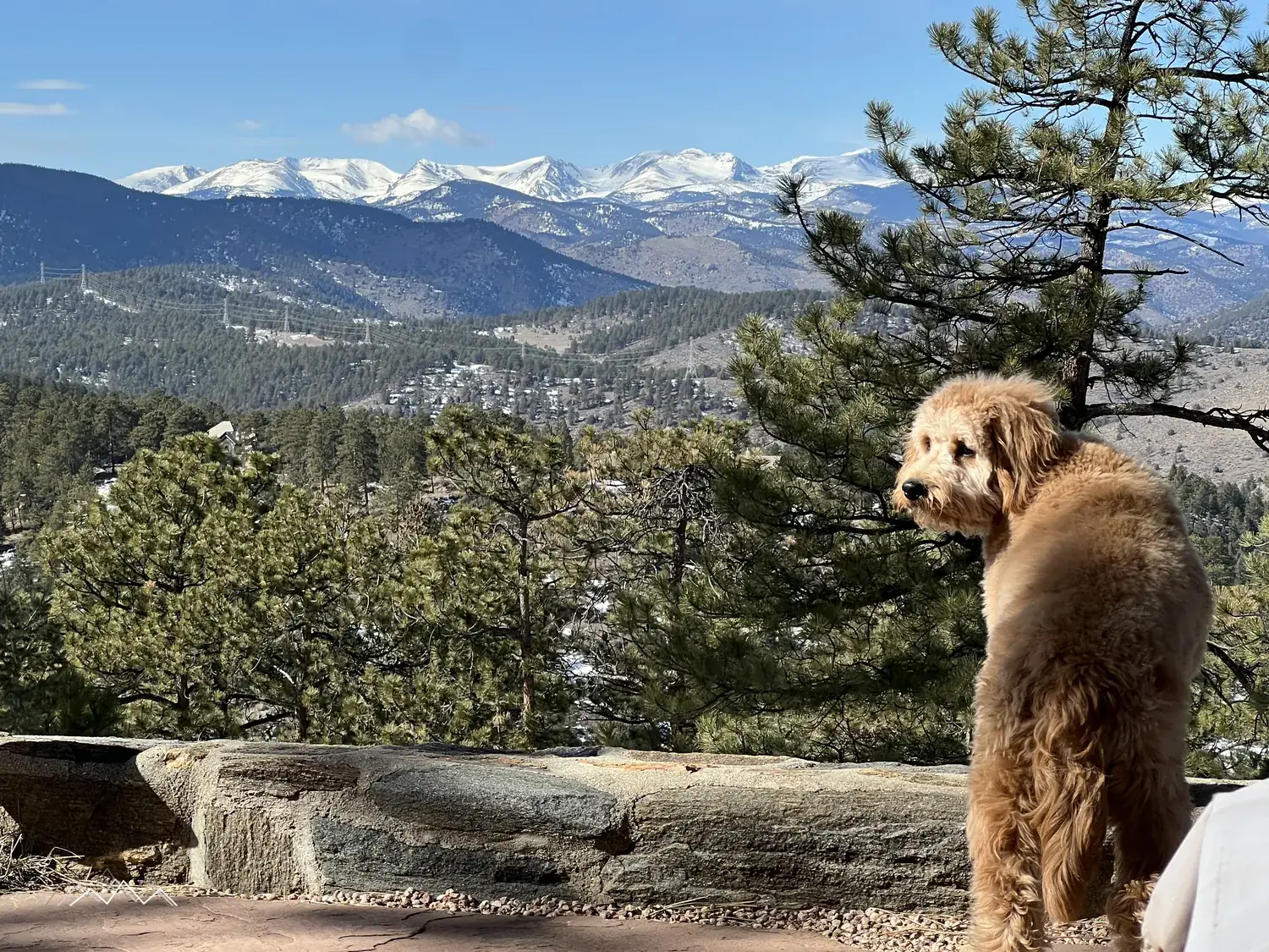 A golden doodle looking back over her shoulder by the stone wall, snow-capped peaks and pine forest behind