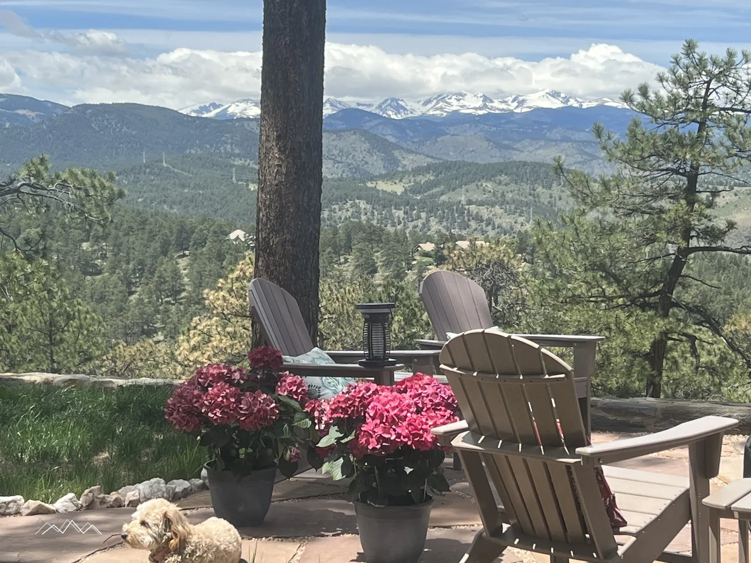 Adirondack chairs and pink hydrangeas on the flagstone patio, snow-capped peaks beyond and a golden doodle resting in the corner