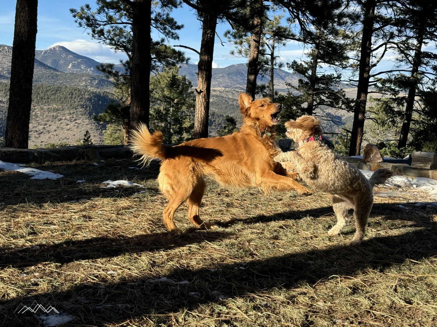 Ein Golden Retriever und ein Goldendoodle spielen zwischen Ponderosa-Kiefern, Berge im Hintergrund