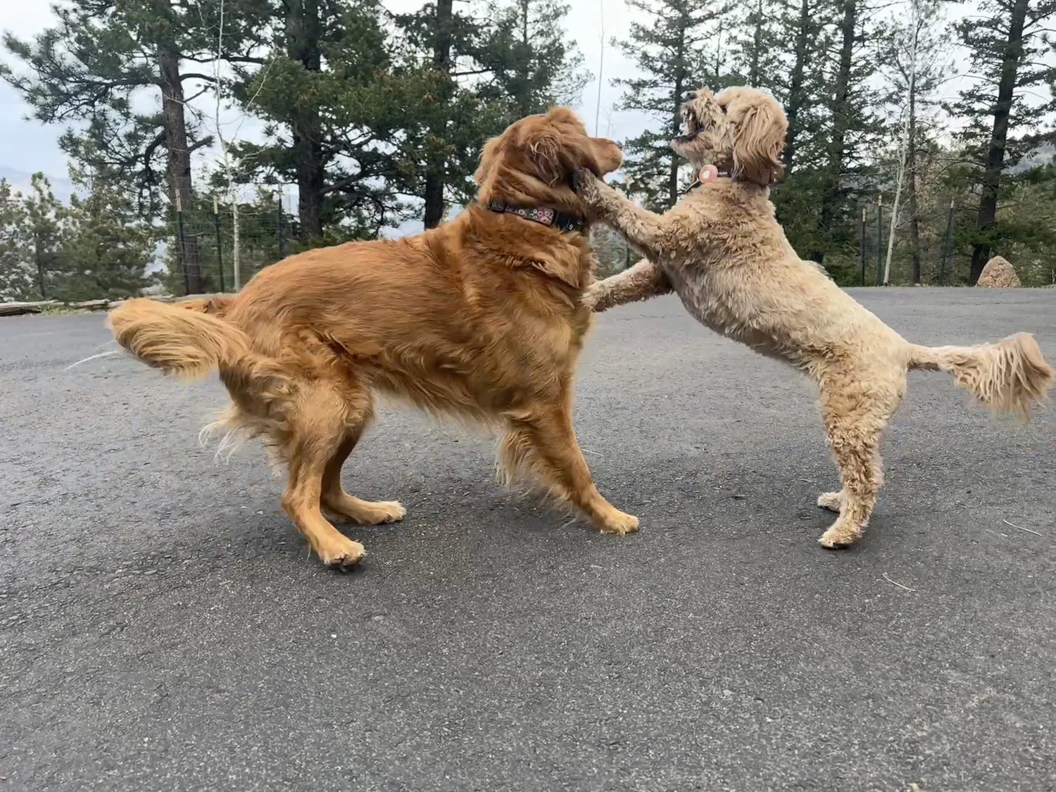 Maisie, die Golden Retrieverin, und Bella, die Goldendoodle, beim Spielen, Bella auf den Hinterbeinen, Kiefern dahinter