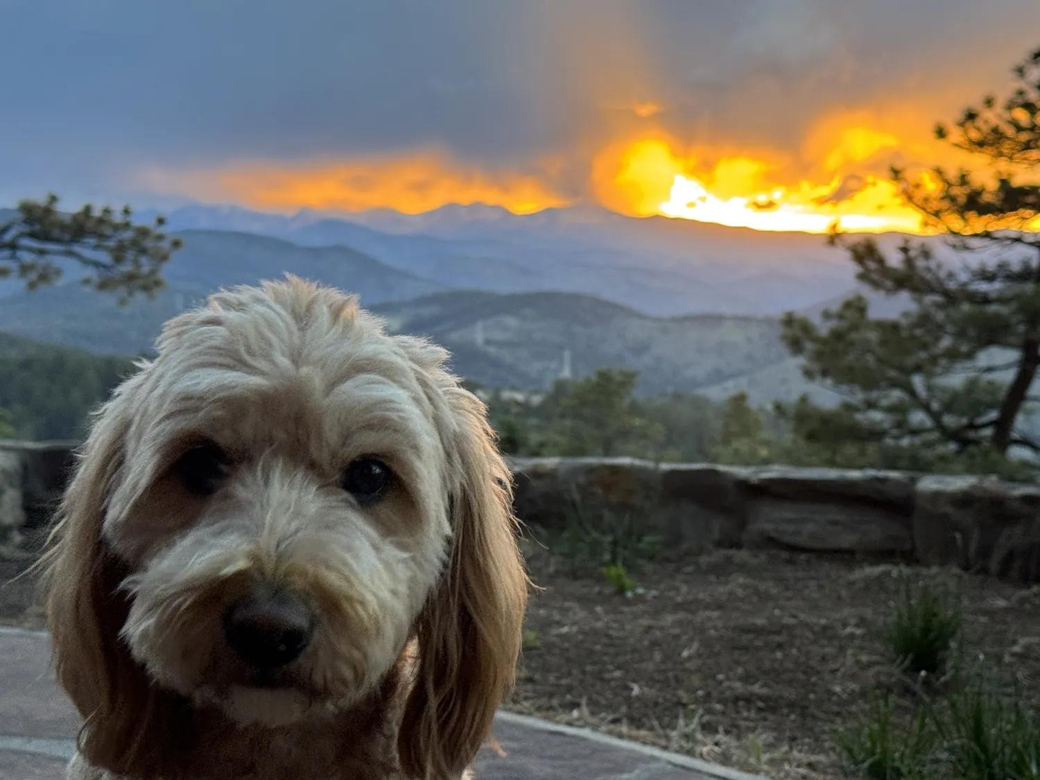 Une golden doodle tout près de l’objectif sur le muret de pierre, un coucher de soleil flamboyant sur les montagnes