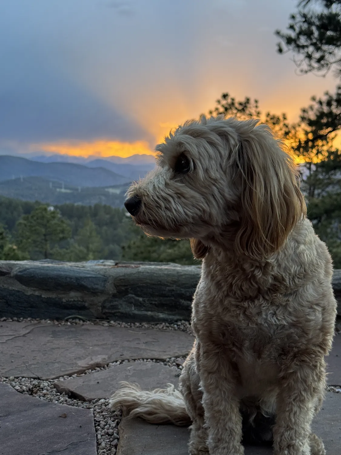 Eine Goldendoodle sitzt auf der Steinterrasse, hinter ihr Sonnenstrahlen über den Bergen